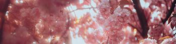 sakura, bloom Wallpaper 1590x400