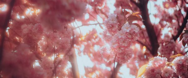 sakura, bloom Wallpaper 3440x1440