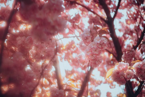 sakura, bloom Wallpaper 5184x3456