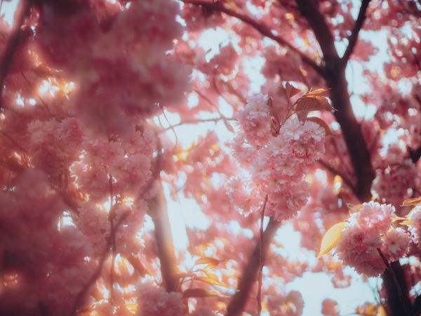 sakura, bloom Wallpaper 800x600