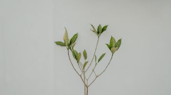 Обои 2048x1152 растение, росток