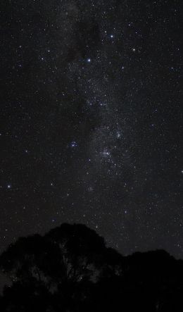 night sky, silhouette Wallpaper 600x1024