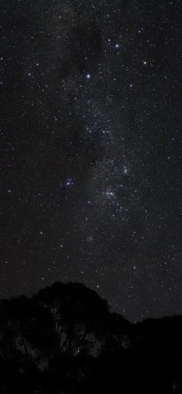 night sky, silhouette Wallpaper 1170x2532