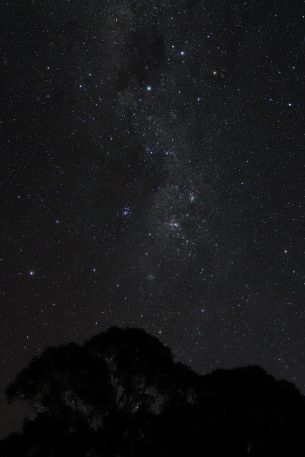 night sky, silhouette Wallpaper 640x960
