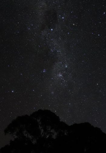 night sky, silhouette Wallpaper 1640x2360