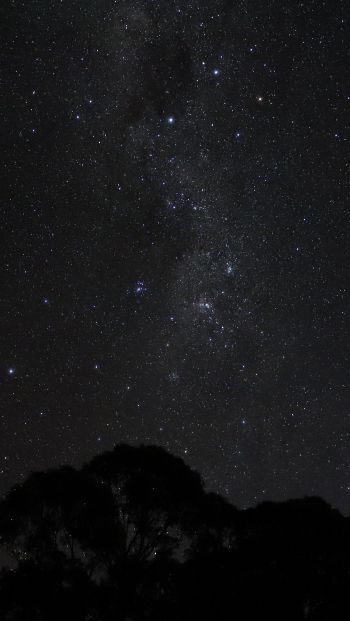 night sky, silhouette Wallpaper 640x1136