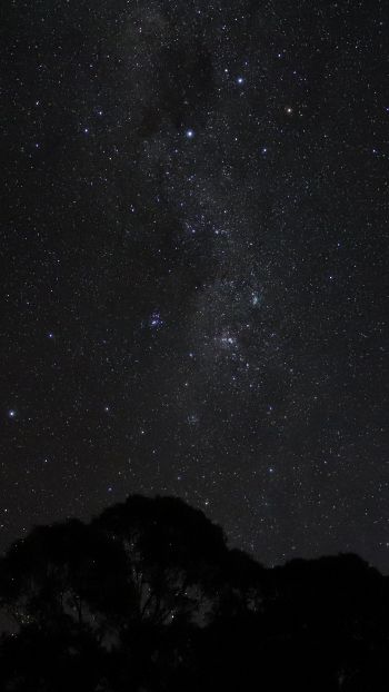 Обои 750x1334 ночное небо, силуэт