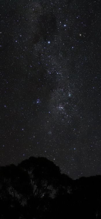 night sky, silhouette Wallpaper 1242x2688