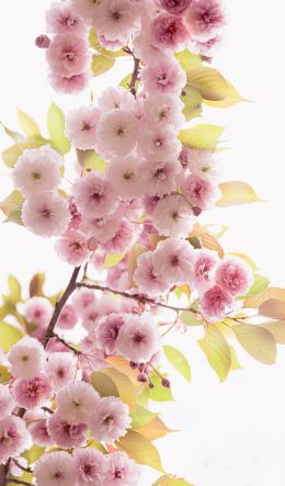 pink flowers Wallpaper 600x1024