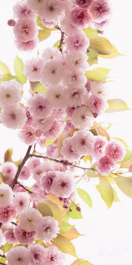 pink flowers Wallpaper 720x1440