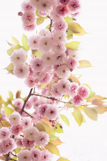 pink flowers Wallpaper 640x960