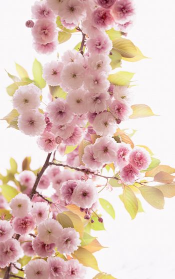 pink flowers Wallpaper 1752x2800