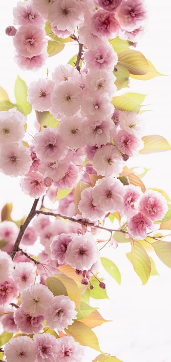 pink flowers Wallpaper 1080x2280
