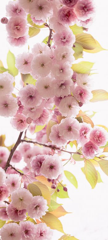 pink flowers Wallpaper 1080x2400