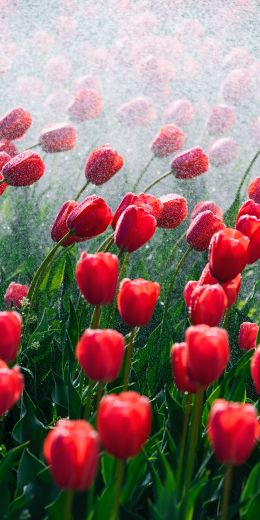 tulips, red flowers Wallpaper 720x1440