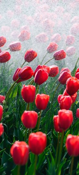 tulips, red flowers Wallpaper 720x1600