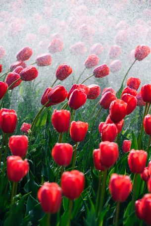 tulips, red flowers Wallpaper 4016x6016