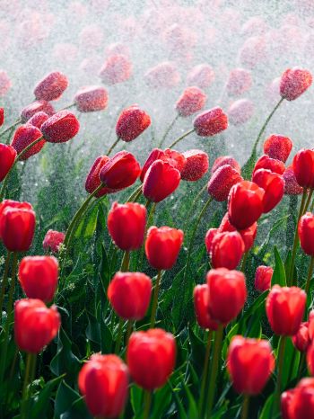 tulips, red flowers Wallpaper 1668x2224