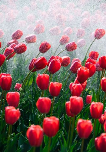 tulips, red flowers Wallpaper 1668x2388