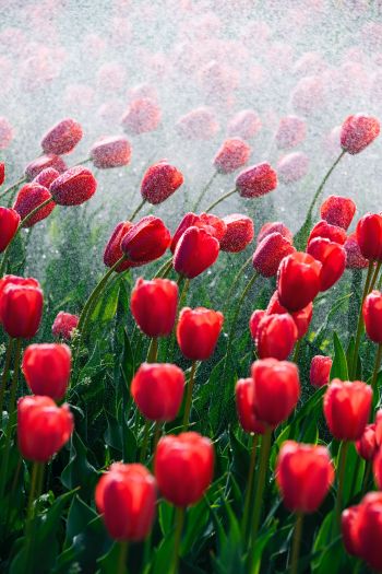 tulips, red flowers Wallpaper 640x960