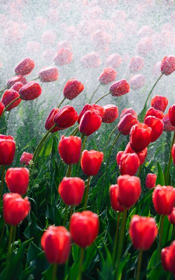 tulips, red flowers Wallpaper 1752x2800