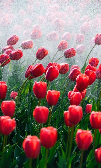 tulips, red flowers Wallpaper 1200x2000