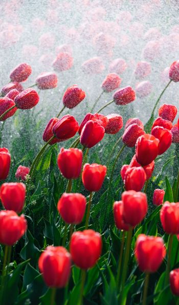 tulips, red flowers Wallpaper 600x1024
