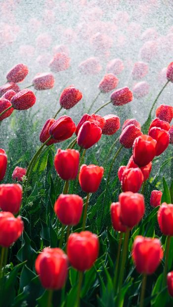 tulips, red flowers Wallpaper 640x1136
