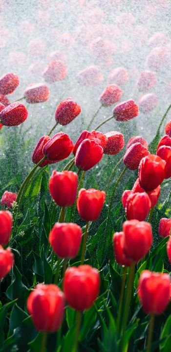 tulips, red flowers Wallpaper 1440x2960