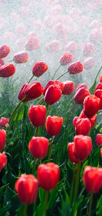 tulips, red flowers Wallpaper 1440x3040