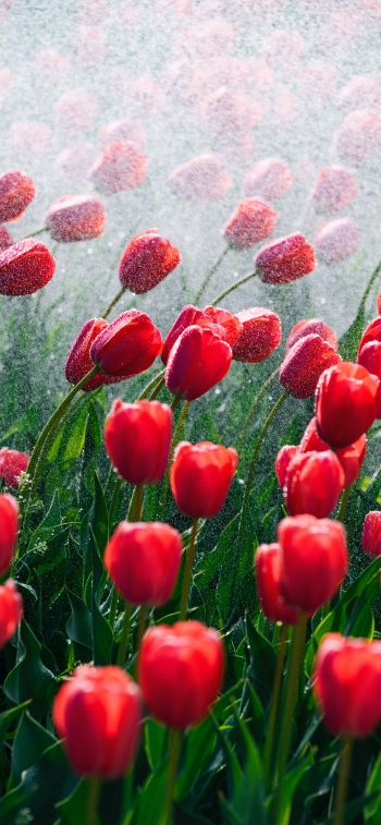 tulips, red flowers Wallpaper 1284x2778