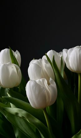 flowers, tulips Wallpaper 600x1024