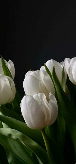 Обои 828x1792 цветы, тюльпаны