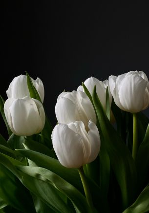 flowers, tulips Wallpaper 1668x2388