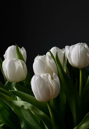 flowers, tulips Wallpaper 1640x2360