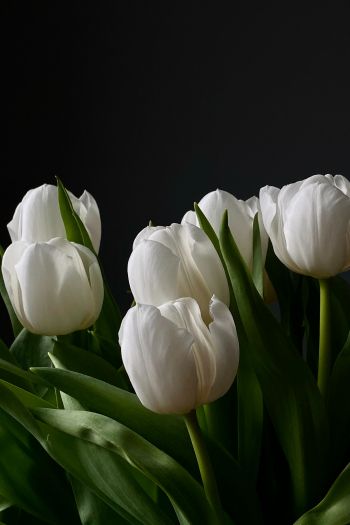 flowers, tulips Wallpaper 640x960