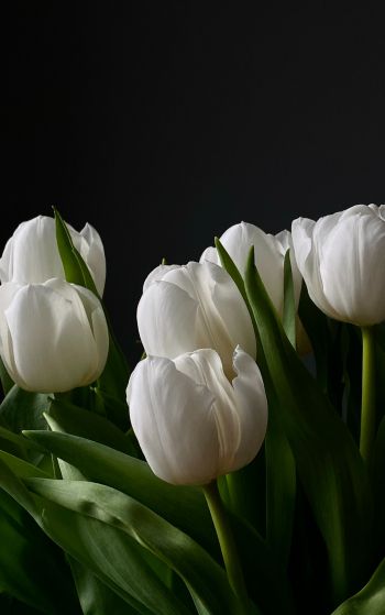 flowers, tulips Wallpaper 1752x2800