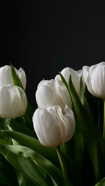 Обои 640x1136 цветы, тюльпаны