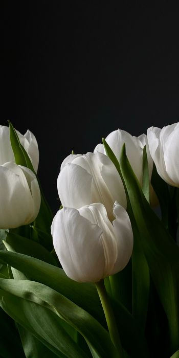 flowers, tulips Wallpaper 720x1440