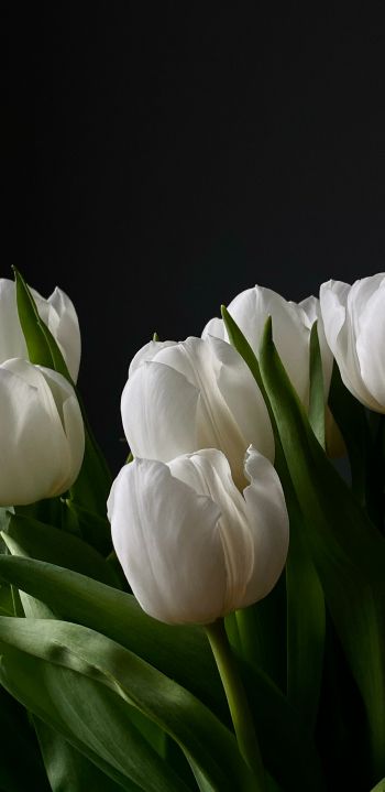 Обои 1080x2220 цветы, тюльпаны