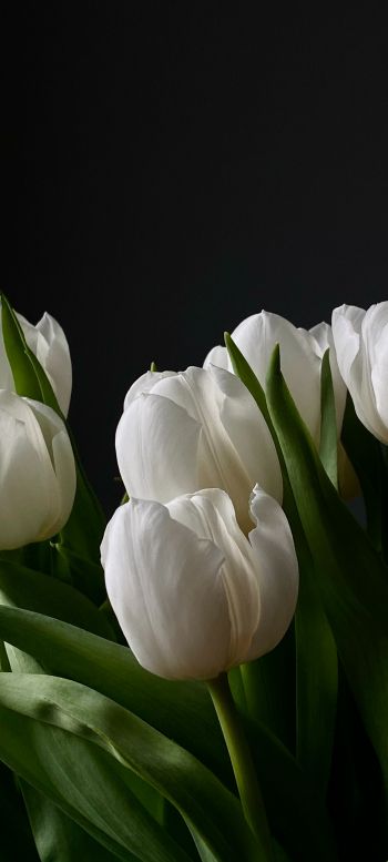 flowers, tulips Wallpaper 1440x3200