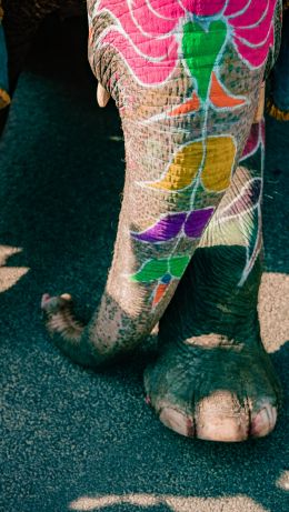 India, elephant Wallpaper 640x1136
