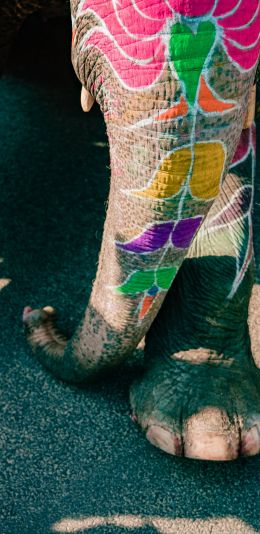 India, elephant Wallpaper 1440x2960
