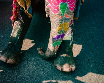 India, elephant Wallpaper 1280x1024