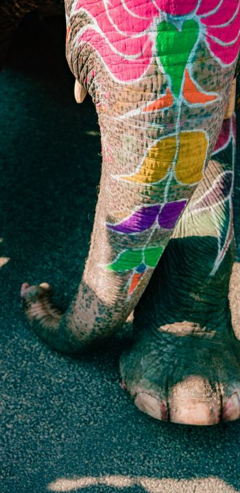 India, elephant Wallpaper 1080x2220