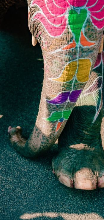 India, elephant Wallpaper 720x1520