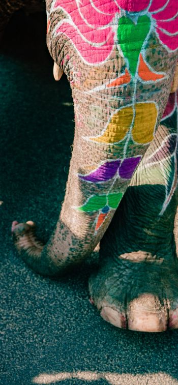 India, elephant Wallpaper 828x1792