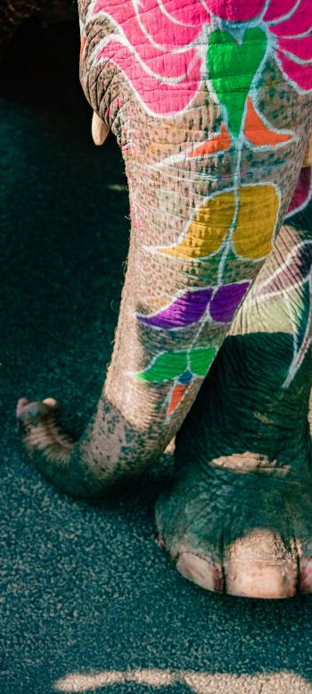 India, elephant Wallpaper 1440x3200