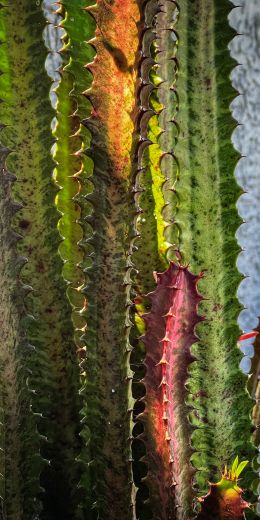 plant, cactus Wallpaper 720x1440