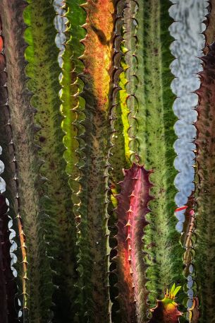 plant, cactus Wallpaper 640x960